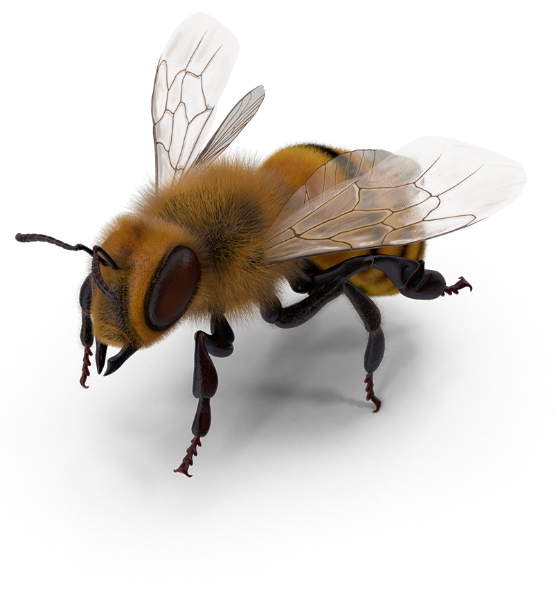 beehive-abeja-02